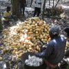 cocoa brooding process-breaking pods